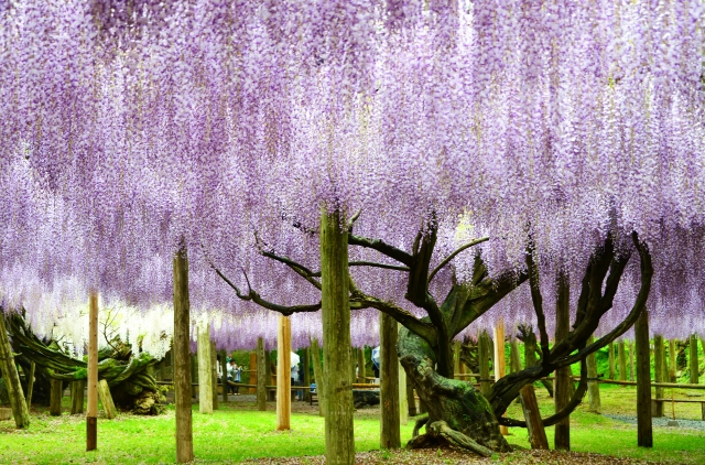 kawachi fuji garden from tokyo